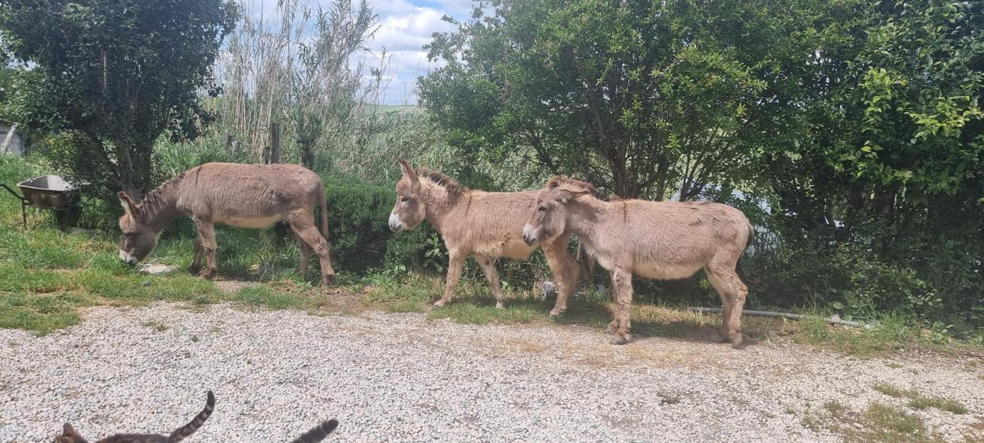 Agriturismo S. Eurosia مونتالشينو المظهر الخارجي الصورة